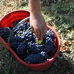La Rondanina Κατάλυμα σε φάρμα Castelnuovo Fogliani