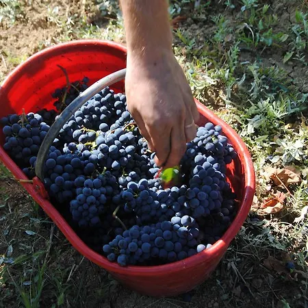 La Rondanina 팜스테이 Castelnuovo Fogliani