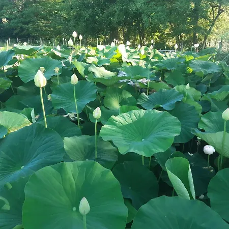 La Rondanina בית חווה Castelnuovo Fogliani