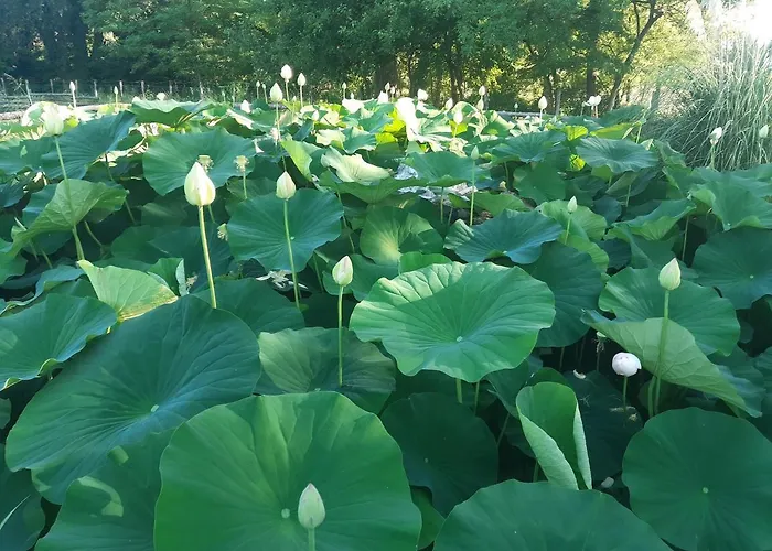 La Rondanina Agroturismo Castelnuovo Fogliani