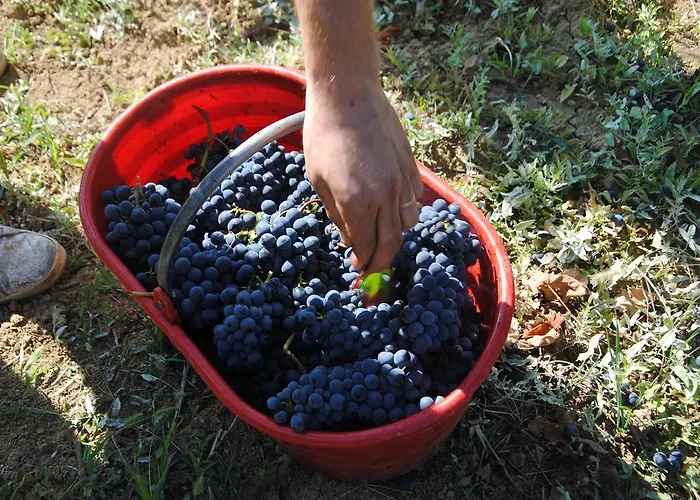 La Rondanina Agroturismo Castelnuovo Fogliani