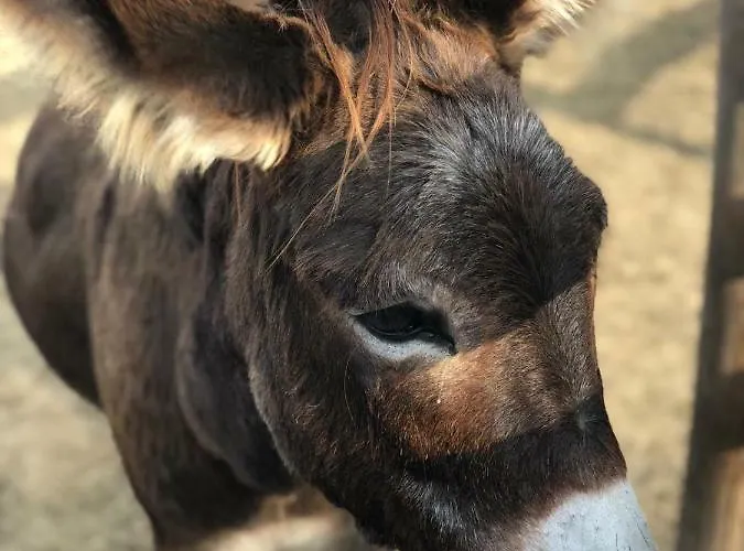 La Rondanina * Castelnuovo Fogliani